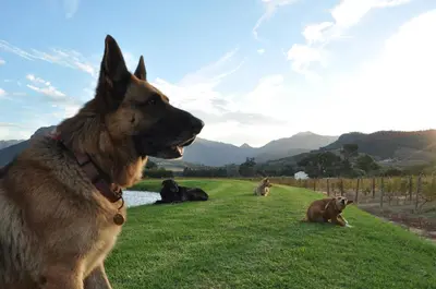 a dog is sitting in the grass next to some cows at Bo La Motte Farm Cottages in Franschhoek