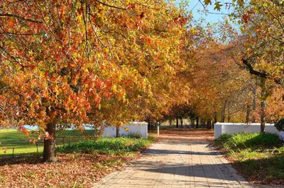 a tree lined path in a park in the fall at Bo La Motte Farm Cottages in Franschhoek