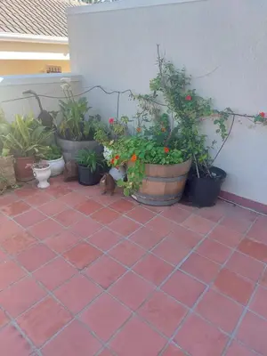 a cat sitting next to a bunch of potted plants at Self-Catering Apartment near beach in Strand