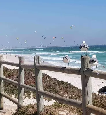 a group of birds sitting on a fence at the beach at Beach Front Sea View Apartment, Table View in Cape Town