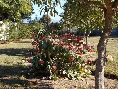 a bush with red flowers next to a tree at Erf 473 Fisherhaven in Fisherhaven