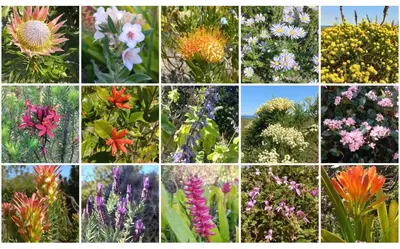 a collage of different types of flowers at Fynbos Cottage with Sea View - Self-catering in Bettyʼs Bay