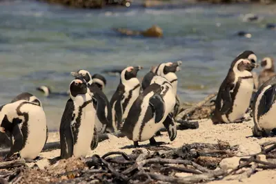 a group of penguins standing on a beach at Cozy House with Sea and Mountain Views in Bettyʼs Bay