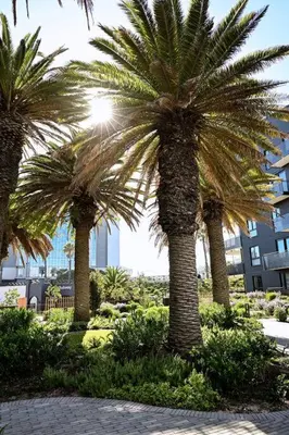 a group of palm trees in front of a building at BGS Luxury -Two-bed -Nine Palms in Cape Town