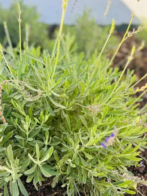 a bunch of green plants in a field at Hermanus Garden Studios in Hermanus