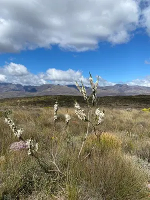 a plant in a field with mountains in the background at Skuilkrans Private Nature Reserve in McGregor