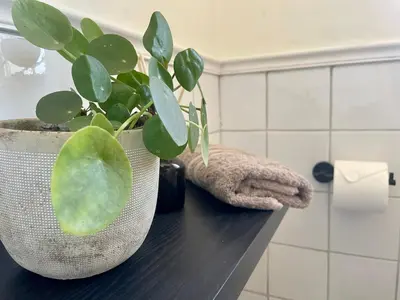 a plant in a pot on a counter in a bathroom at La Rose Quartier in Wellington