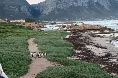 a group of penguins walking down a dirt road at Hidden gem in bush 350m from main beach in Bettyʼs Bay