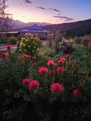 a field of flowers with a building in the background at MAGNIFICENT 6 sleeper mountain getaway in Romansrivier