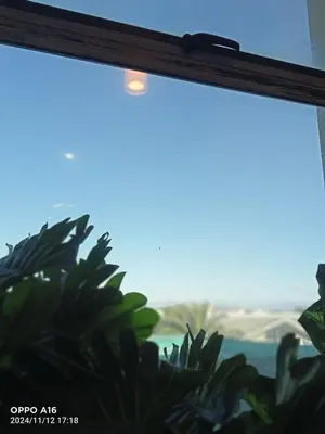 a window with a view of a plant at KK Guesthouse in Cape Town