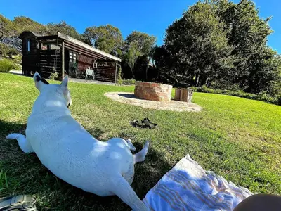 a statue of a dog laying in the grass at Babylons Tower Shepherds Hut in Mosselrivier