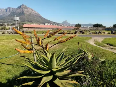 a plant in a field with a mountain in the background at Lighthouse Farm Backpackers Lodge in Cape Town