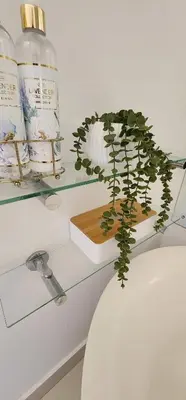 a plant sitting on top of a glass shelf at Stellenbosch Paradijs Cottage Paradyskloof in Stellenbosch