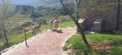 a group of zebras walking down a brick path at Riverbank in Tulbagh