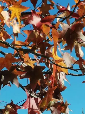 a group of autumn leaves against a blue sky at The GOAT shed in Paarl