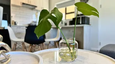 a plant in a glass vase on a table at Obs Centre Twin Peaks in Cape Town