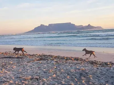 two dogs running on a beach near the ocean at Paraiso - A cozy retreat , your home away from home in Cape Town