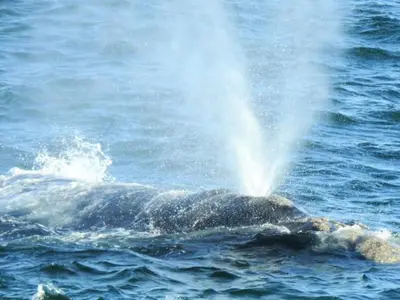 a whale is in the water with its spray at On Musson in Hermanus
