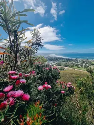 a bunch of flowers on top of a hill at Mogit-ewig-duur in Hermanus