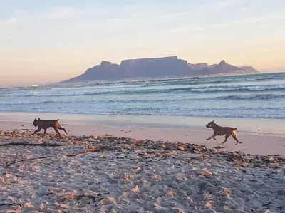 two dogs running on a beach near the ocean at A cozy retreat - feels like home in Cape Town