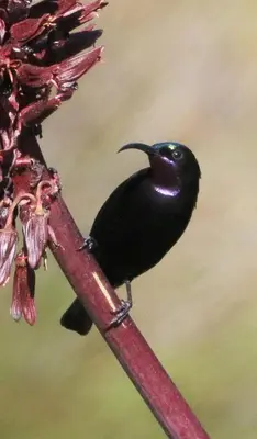 a black bird sitting on a red branch at Scenic Bliss Holiday Home in Kleinmond