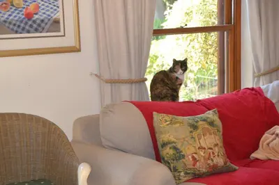 a cat sitting on a couch looking out the window at Lovely Family Home in the Winelands in Cape Town