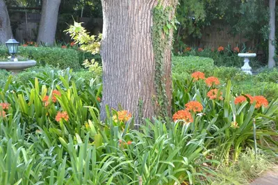 a tree in the middle of a garden with flowers at Lovely Family Home in the Winelands in Cape Town
