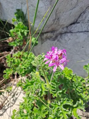 a purple flower is growing in front of a rock at Otter Cottage in Pringle Bay in Pringle Bay