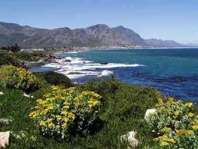 a view of a beach with yellow flowers and the ocean at Lifehouse in Hermanus