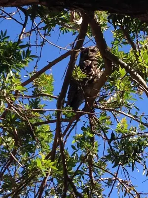a bird is sitting in a tree at TreeTop Apartment Cape Town in Cape Town