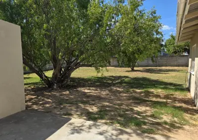 a tree in a yard next to a house at Watershed Self-Catering in Wolseley