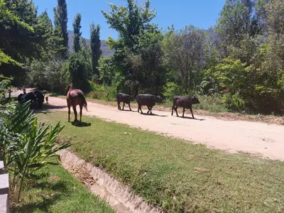 a herd of horses walking down a dirt road at Greystone in Greyton