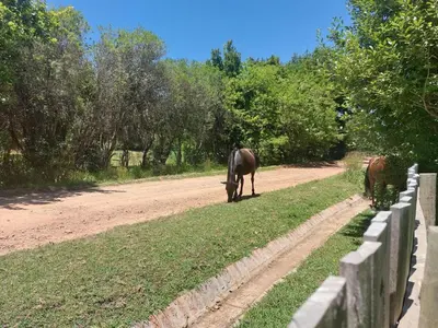 two horses grazing on the side of a dirt road at Greystone in Greyton
