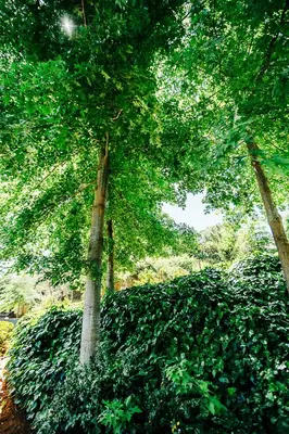 a group of trees with green leaves in a park at On Helderberg in Somerset West