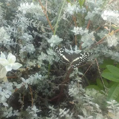 a black and white butterfly sitting on a plant at Rosa Villa in Hermanus