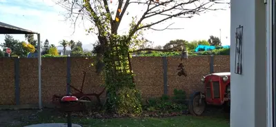 a tree covered in ivy next to a fence at Firehouse selfcatering Garden Cottage no 1 in Wellington