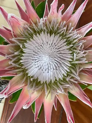 a close up of a pink and white flower at Little Nest Self-Catering in Hermanus