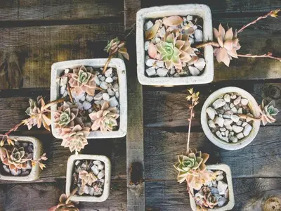 four baskets of plants on a wooden table at Absolute Bosch Guest House in Stellenbosch