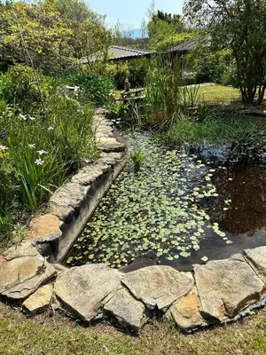 a garden with a pond with water lilies and rocks at Blossom Cottage, Elgin Grabouw in Grabouw