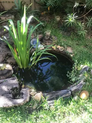 a small pond with a plant in the grass at 120 steps to the beach in Pringle Bay