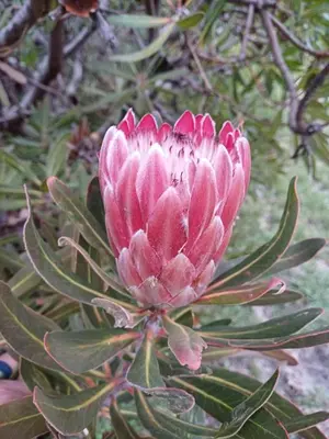 a pink flower with a beetle on it at Nature's Nest in Bettyʼs Bay