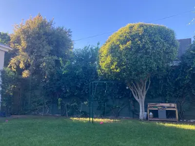 a yard with a tree and a basketball hoop at Cozy garden Guest Suite in charming Claremont in Cape Town