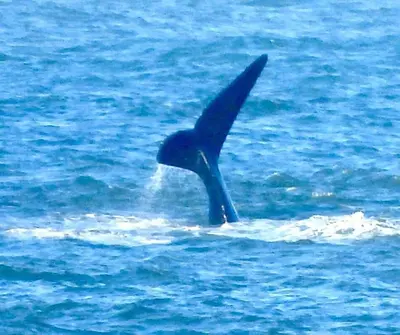 a dolphin in the water with its tail up at Close to the sea and sea path in Hermanus