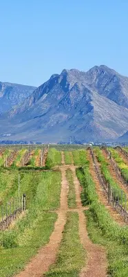 a dirt road in a field with mountains in the background at Hermanus - Escape Wines - House on Wine & Protea farm in Lake Marina