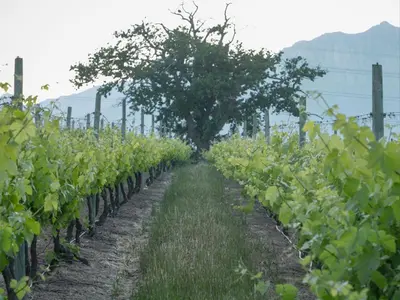 a row of vines with a tree in the middle at Gilgal Guest Accommodation in Onder-Papegaaiberg