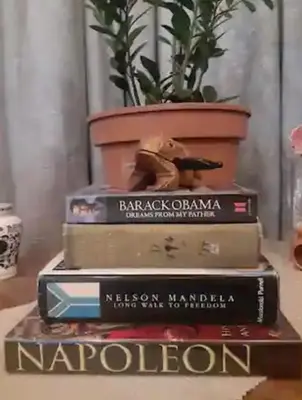 a stack of books on a table with a potted plant at Cosy Stay - Homestay with Linda & Garfield in Gordonʼs Bay