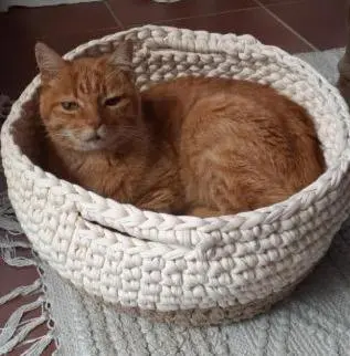 an orange cat laying in a crochet basket at Cosy Stay - Homestay with Linda & Garfield in Gordonʼs Bay
