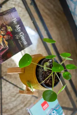 a plant sitting on a table next to a book at Bramley Cottage, Cheverells Farm in Grabouw