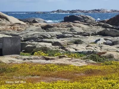 a rocky shore with yellow flowers and the ocean at Joseph's Place Sandown CAPE TOWN in Cape Town