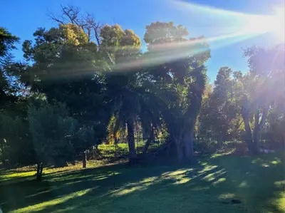 a group of trees in a field with the sun shining at River Front in Stellenbosch